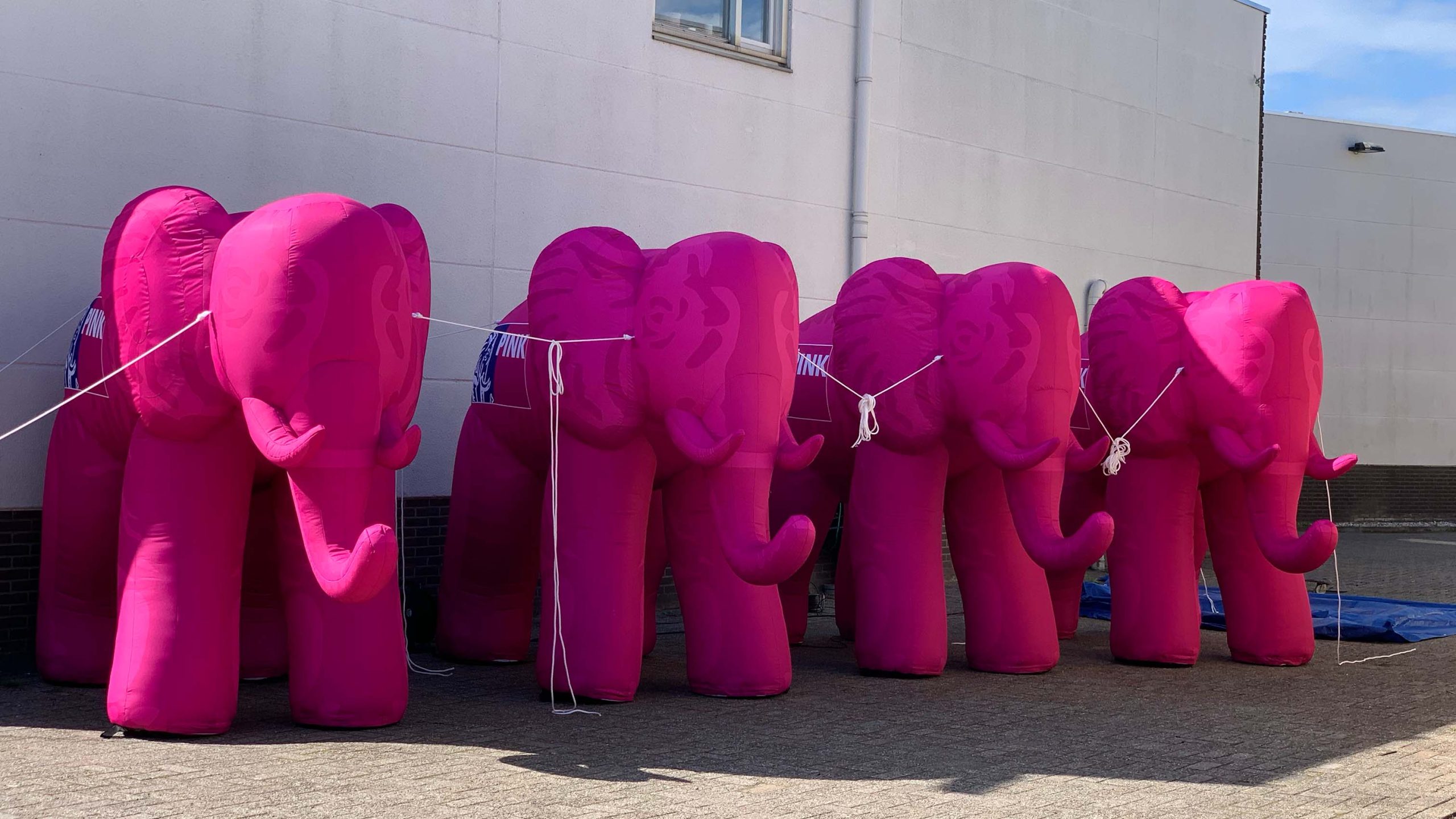 Pink Elephant